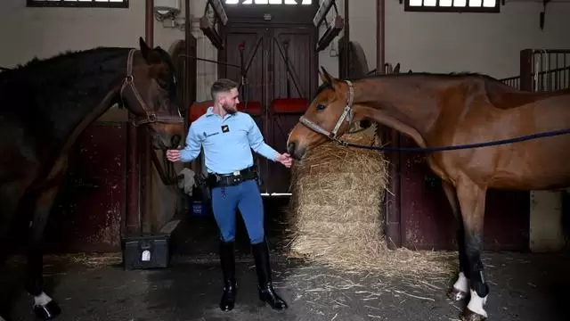 Qu’ont fait ces quatre chevaux pour mériter la médaille militaire qu’ils recevront lundi ?