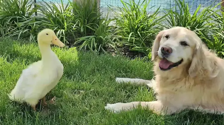 L’amitié improbable entre ce chien et ce canard fait fondre Internet