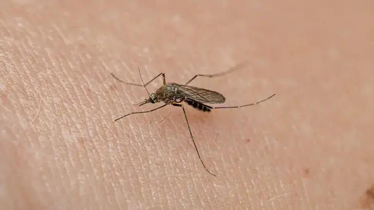 Qu’est-ce que le virus du Nil occidental, dont les cas se multiplient en France métropolitaine ?