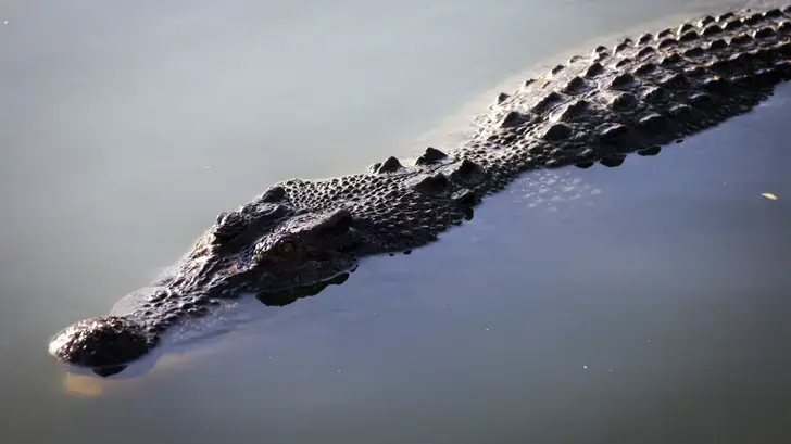 Aux JO 2032, des épreuves sur un fleuve abritant des crocodiles mangeurs d’hommes
